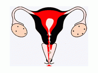 1 неделя беременности