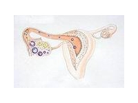 2 неделя беременности