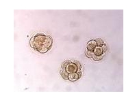 3 неделя беременности