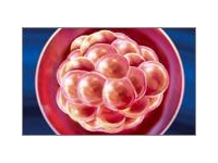 4 неделя беременности