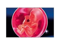 24 неделя беременности