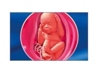 28 неделя беременности