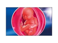 29 неделя беременности