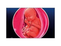 30 неделя беременности