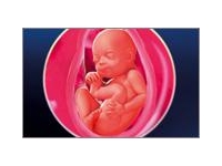 31 неделя беременности