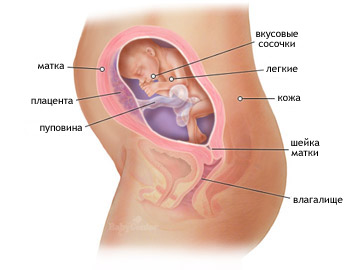 24 неделя беременности